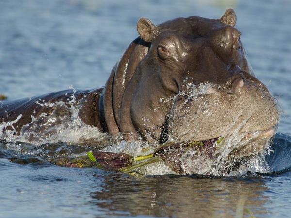 Chobe and Vic Falls adventure, Botswana