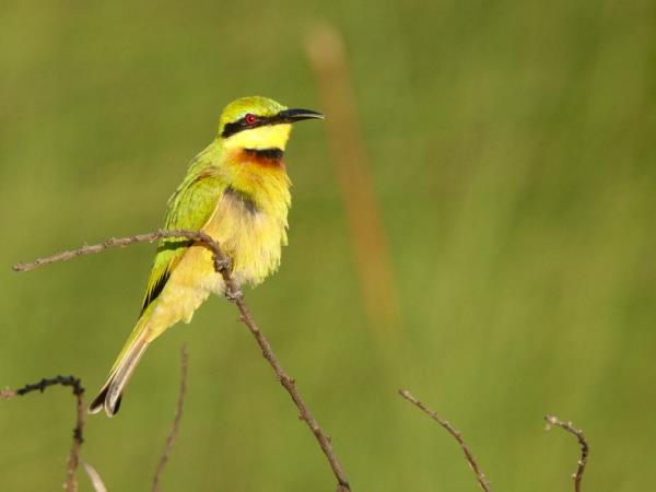 Kalahari game reserve and Okavango safari, Botswana