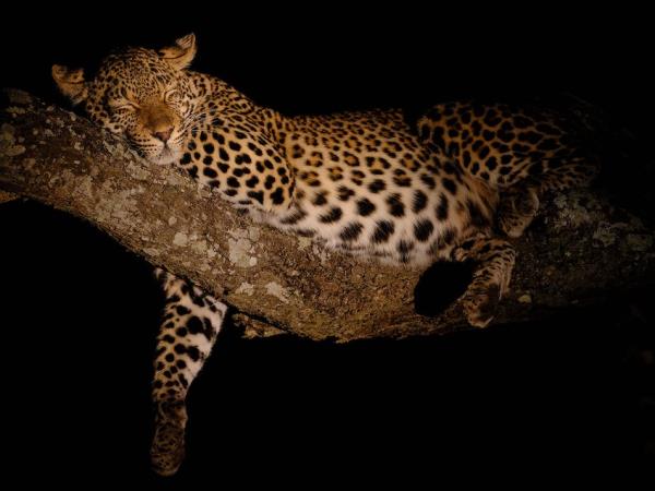 South Africa wildlife photography safari
