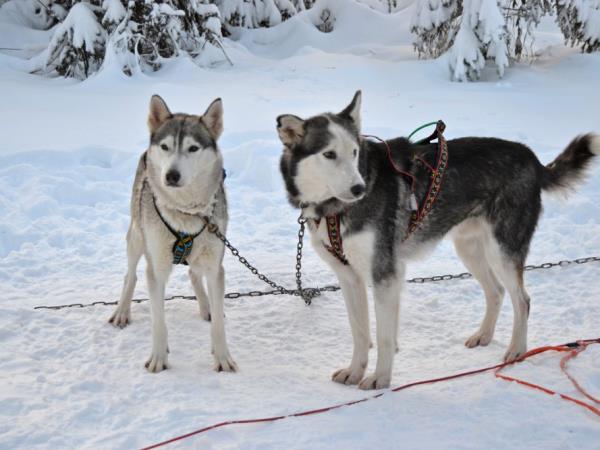Christmas in Finland, log cabin stay