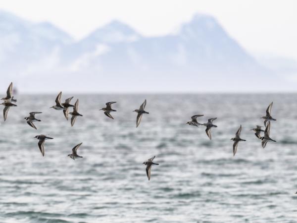 Whale and bird watching holiday, Norway