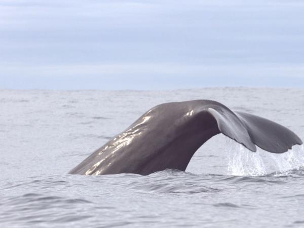 Whale and bird watching holiday, Norway