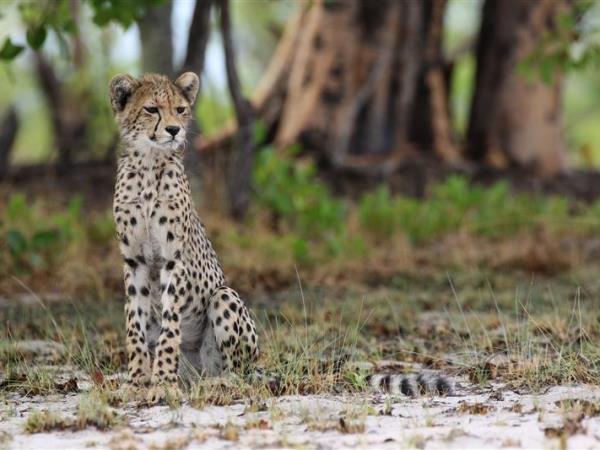 Remote Zambia safari, tailor made