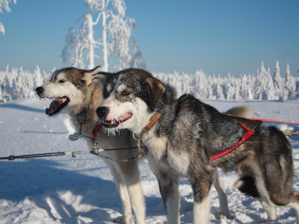 Lapland holiday, husky safari & log cottage