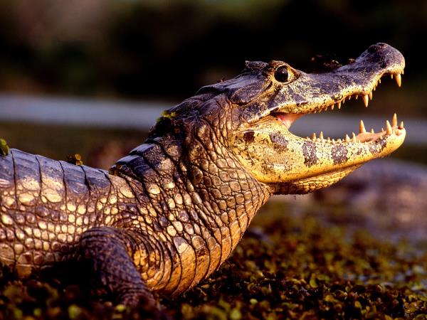 Brazil wildlife and walking holiday