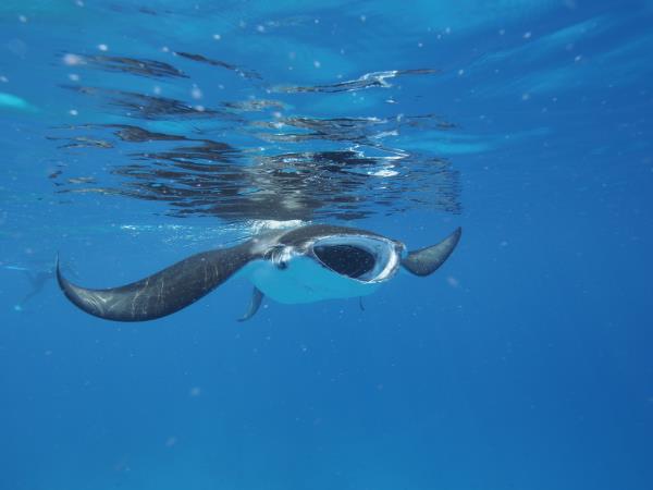 Maldives snorkelling cruise
