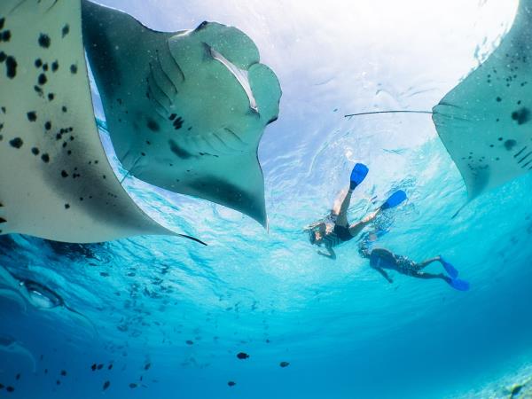 Maldives snorkelling cruise