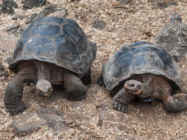 Galapagos wildlife holiday, land based