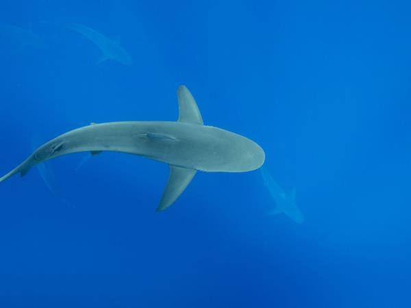 Galapagos wildlife holiday, land based