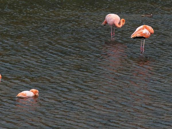 Galapagos wildlife holiday, land based