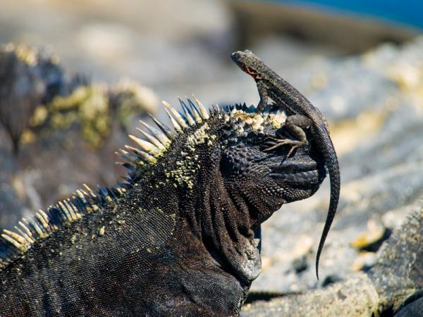 Galapagos wildlife holiday, land based