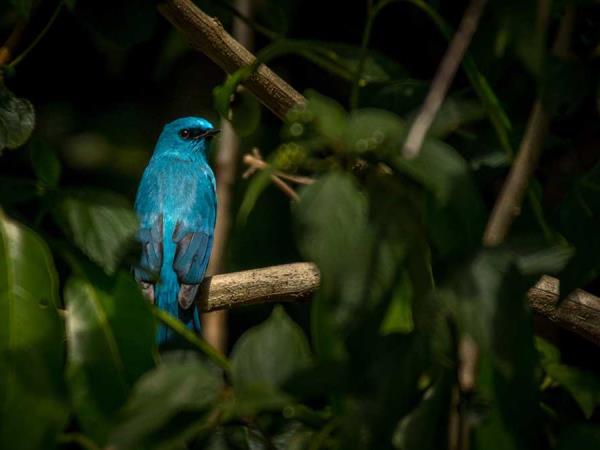 Amazon Rainforest luxury wildlife lodge, Ecuador