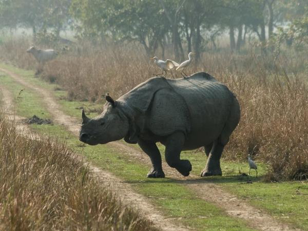 Brahmaputra river cruise in India