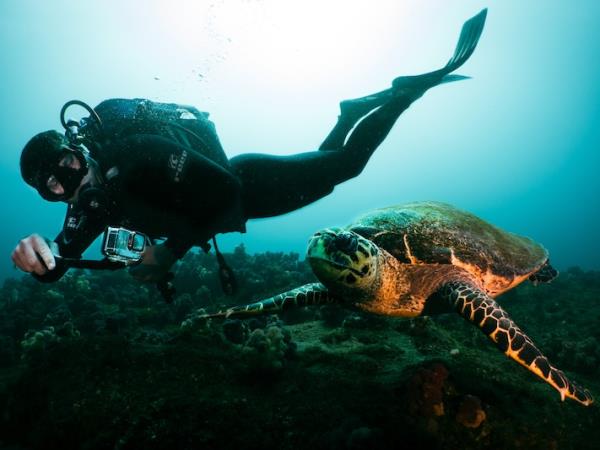 Underwater photography holiday in South Africa