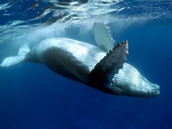 Underwater photography holiday in South Africa