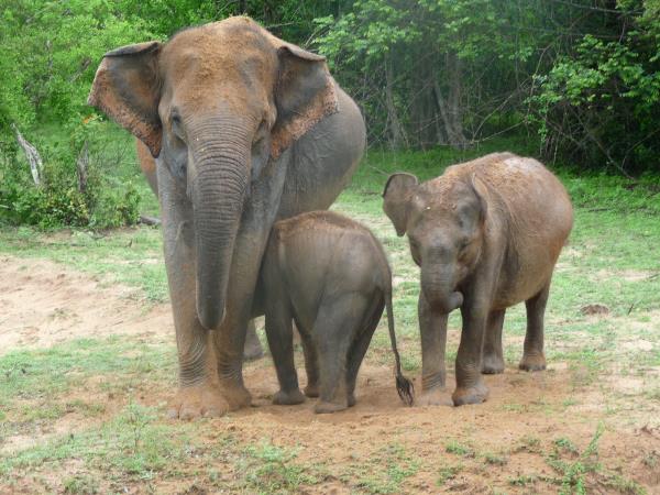 Sri Lanka 14 day small group tour