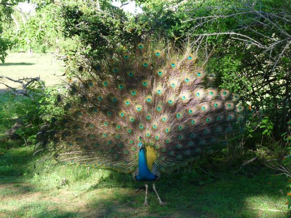Sri Lanka 14 day small group tour