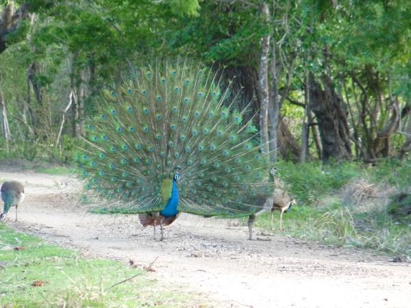 Sri Lanka small group local tour