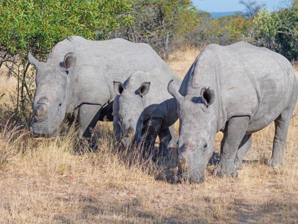 Zimbabwe and Botswana Wildlife Safari