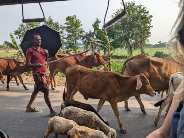 Hooghly and Sundarbans river cruise in India