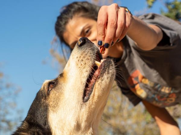 Street animal volunteering holiday in Greece