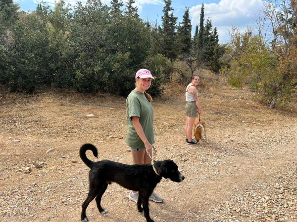 Street animal volunteering holiday in Greece