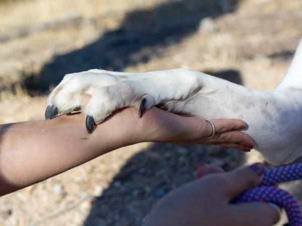 Street animal volunteering holiday in Greece