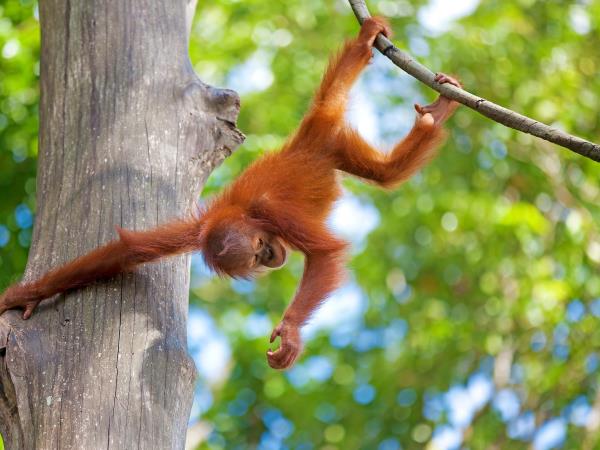 Sabah and Sarawak tailor made holiday