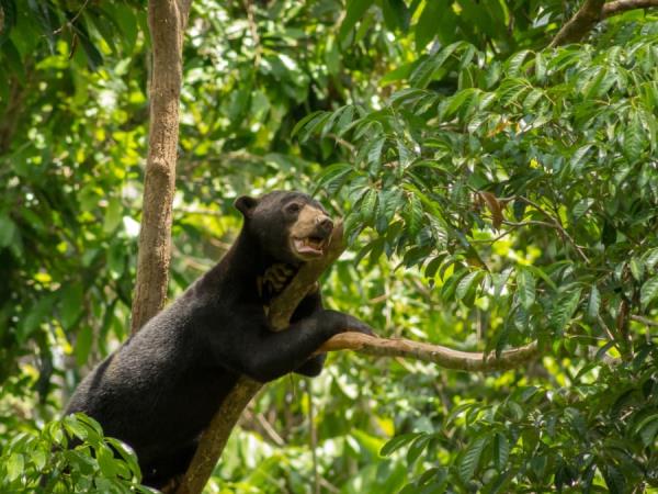 Sabah and Sarawak tailor made holiday