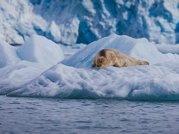 11 Day Introduction to Spitsbergen holiday