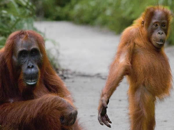 Borneo off the beaten track holiday