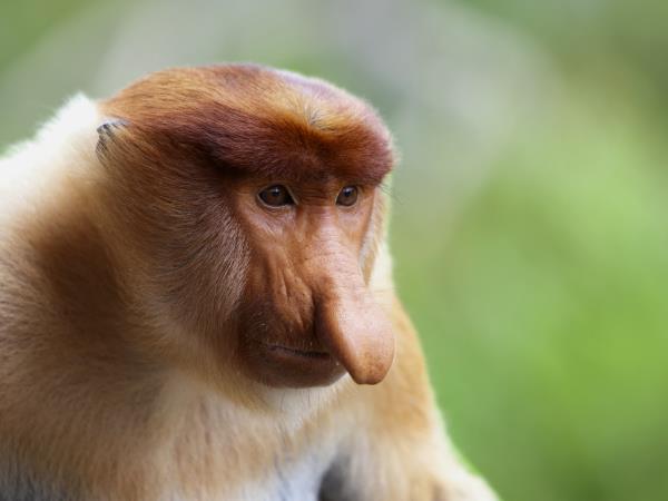 Borneo off the beaten track holiday
