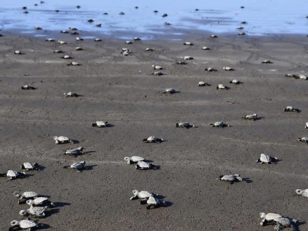 Volunteer with sea turtles in Costa Rica