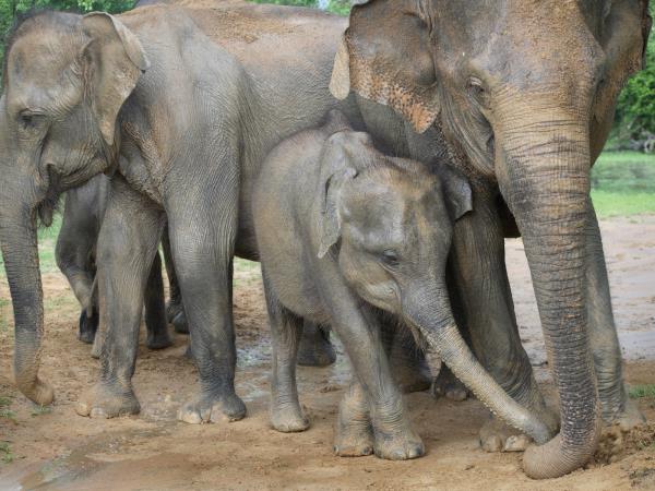 Beach holiday & tour in Sri Lanka
