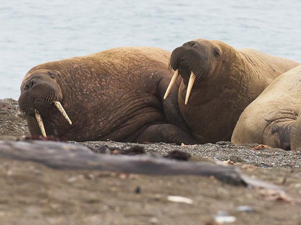 Highlights of Spitsbergen holiday