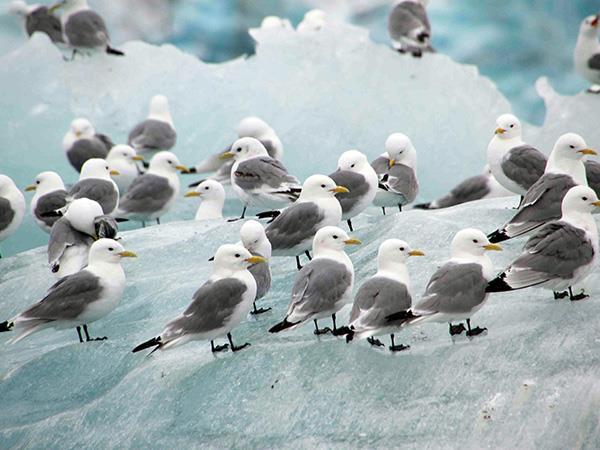 Highlights of Spitsbergen holiday