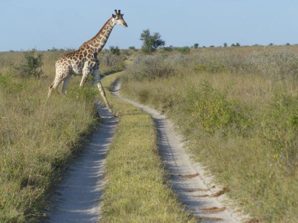 Botswana community safari holiday with local guides