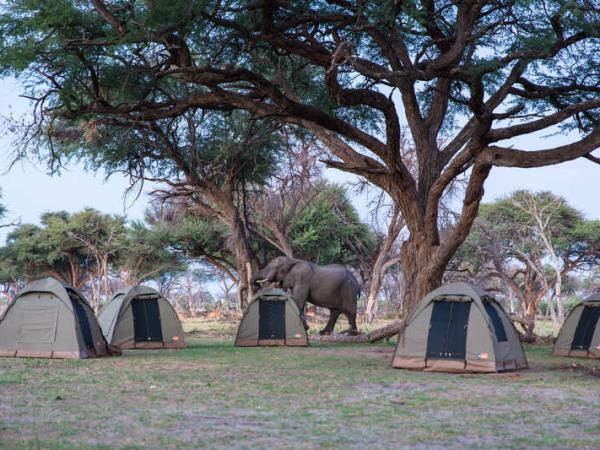 Botswana community safari holiday with local guides