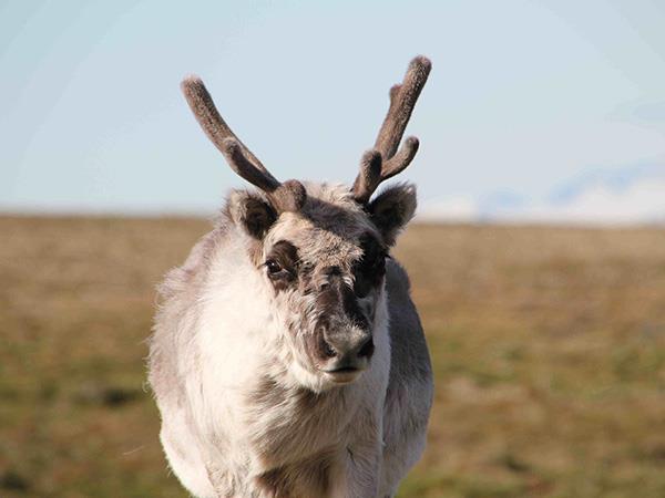 Spitsbergen in depth cruise