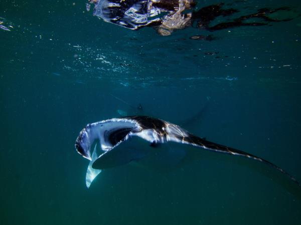 Maldives Manta ray snorkelling and Island hopping tour