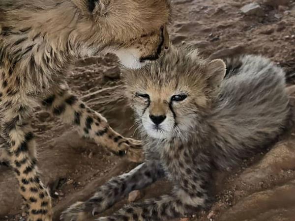 Somaliland and Djibouti tailor made tour