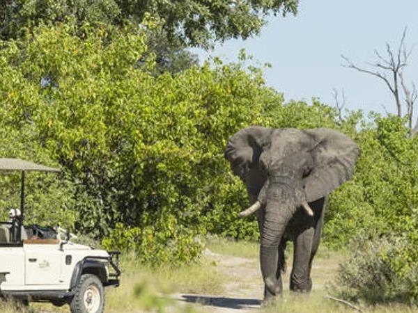 Botswana value safari with Victoria Falls