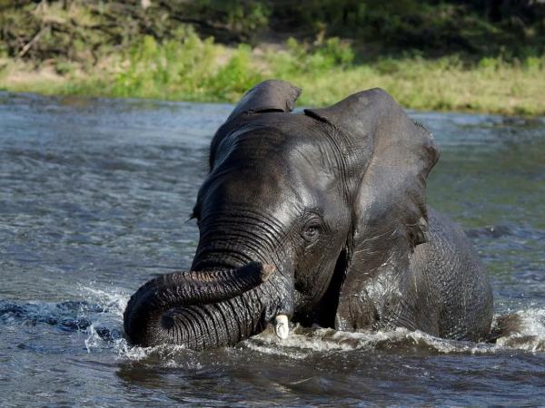 Botswana value safari with Victoria Falls