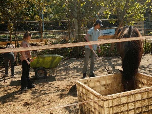 Volunteering holiday with horses in Croatia