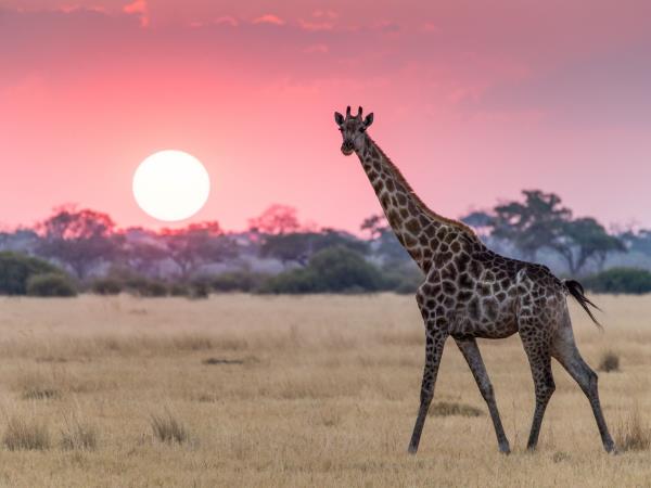 Botswana bush and beach honeymoon
