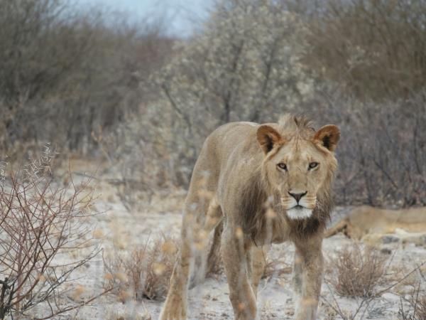 Okavango Delta safari holiday