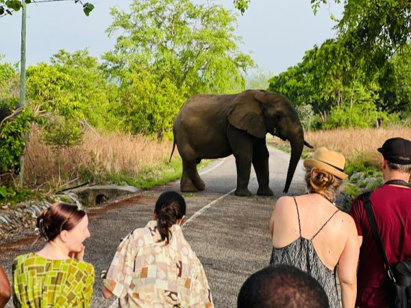 Mole National Park safari, Ghana