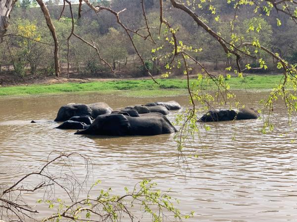 Mole National Park safari, Ghana