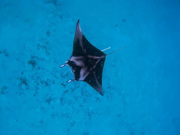 Off the beaten track Maldives island hopping holiday