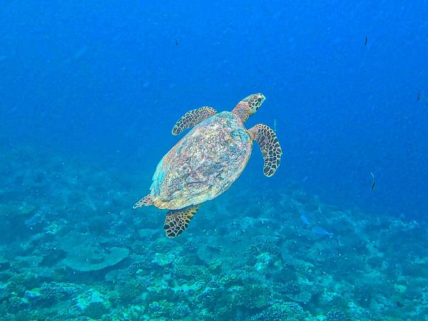 Off the beaten track Maldives island hopping holiday